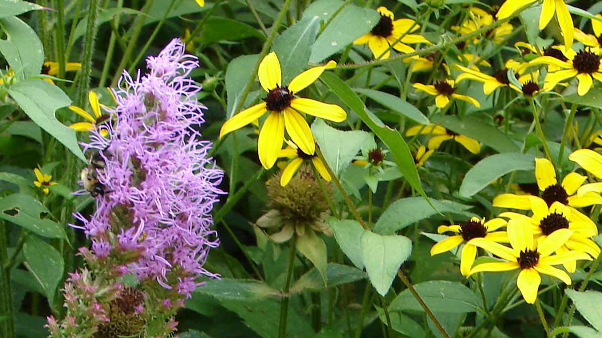 purple flower and yellow, brown flowers