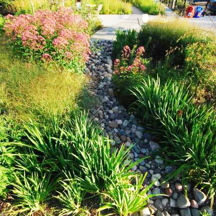 A stone path through a native plant garden with grasses and pink flowers.