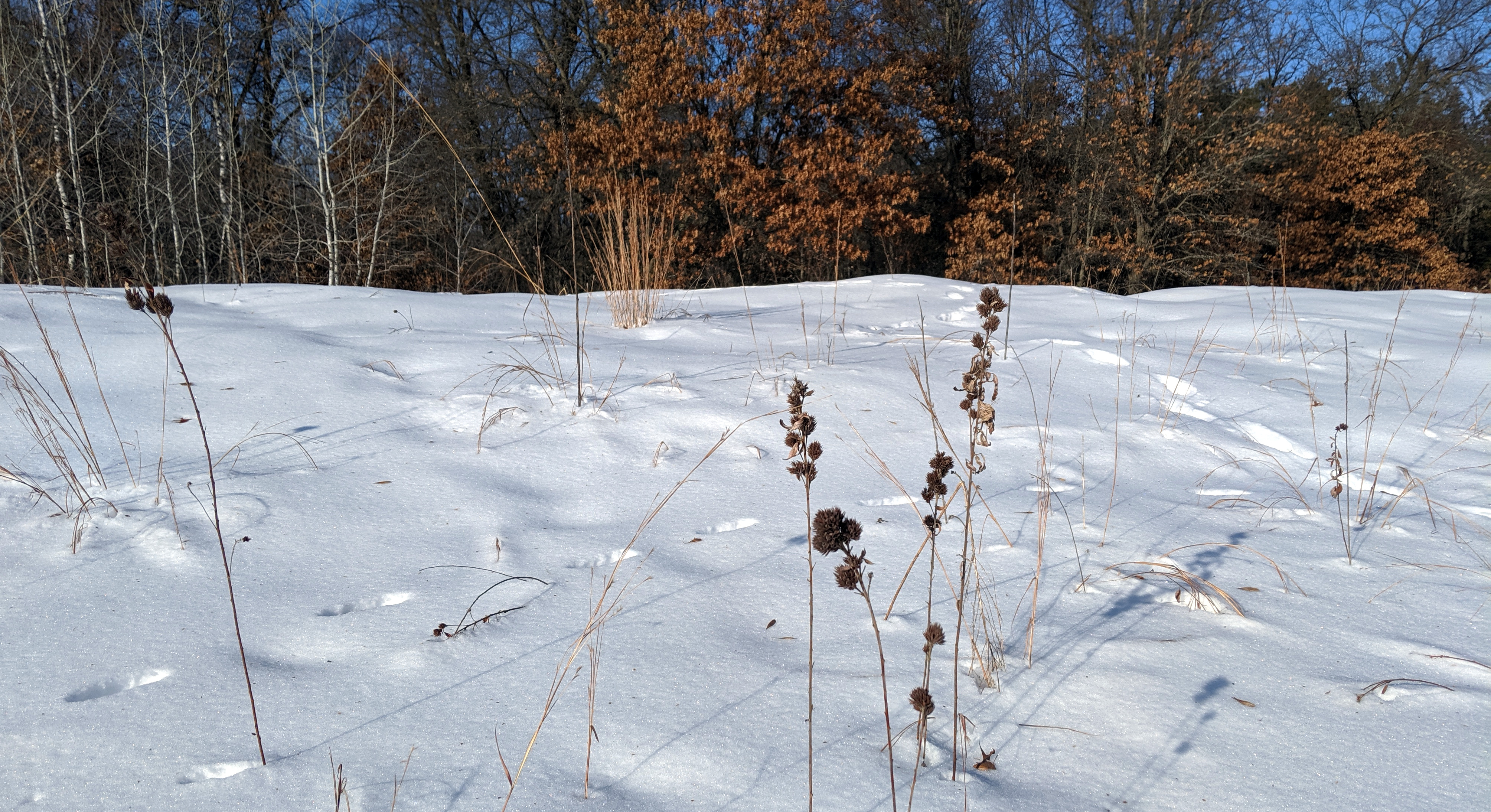 Round-headed bush clover in the snow.