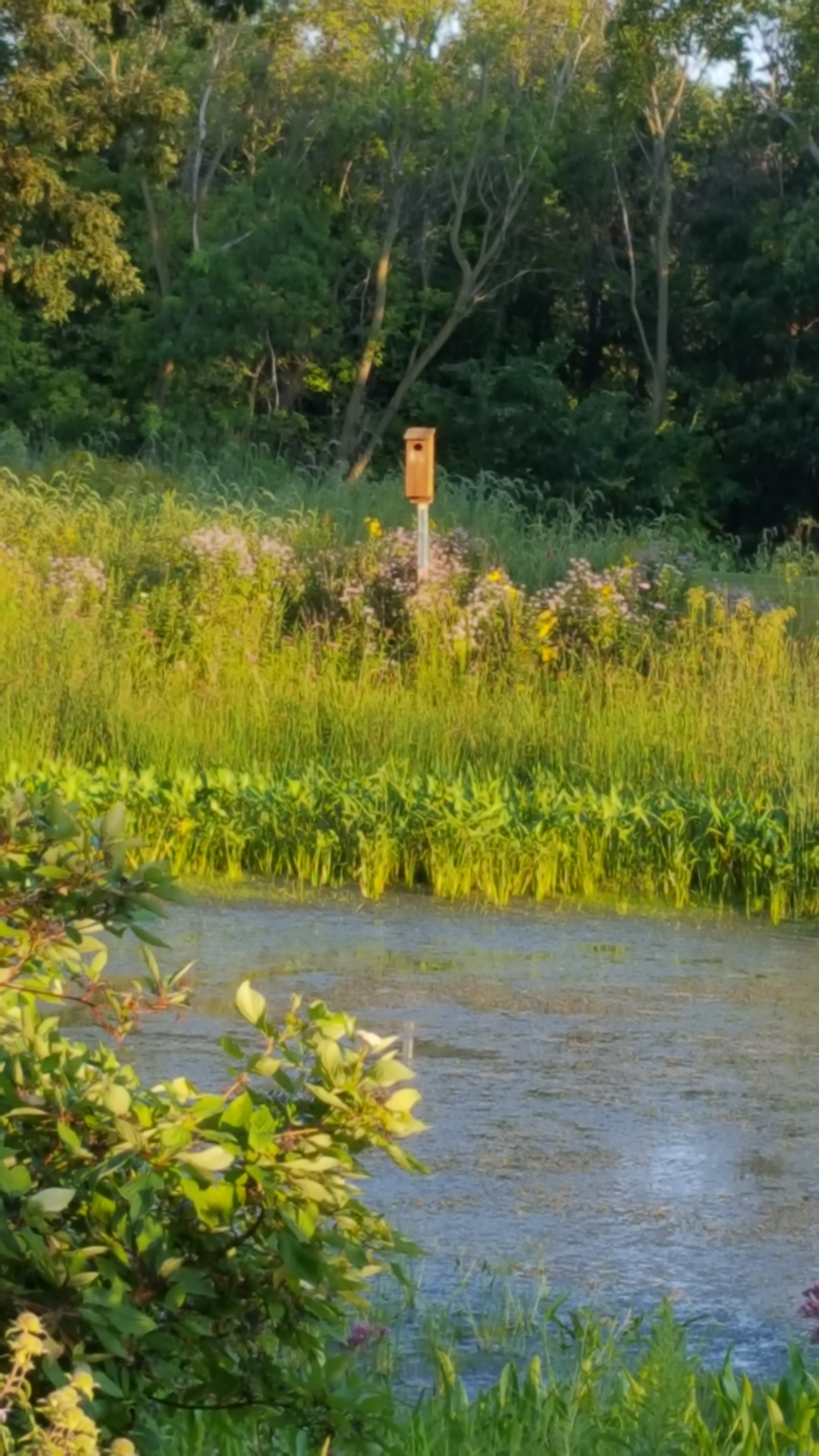 lake with native vegetation