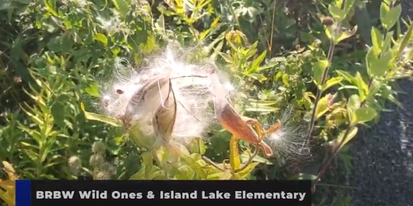 milkweed seeds exploding from the pod