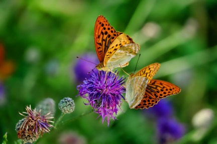 orange and black speckled butterflies on purple flower