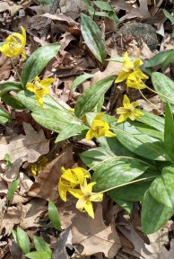 7 small plants. Each plant has 6 petals. On thin stalks emerging from mottled pointed leaf clusters.