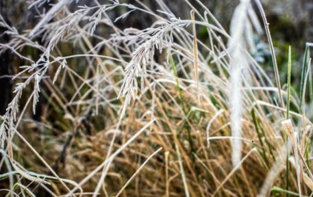 native grasses bending in an arc, heavy with frost