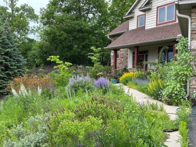 flowering native plants in yard in front of sidewalk, 2 story house behind plantings
