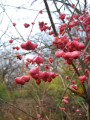 branches with heart-shaped flowers hanging from them