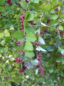 Red Snowberry