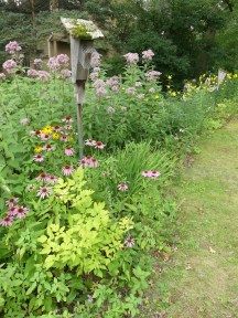 rows of native plants, some with flowers, bordering a lawn