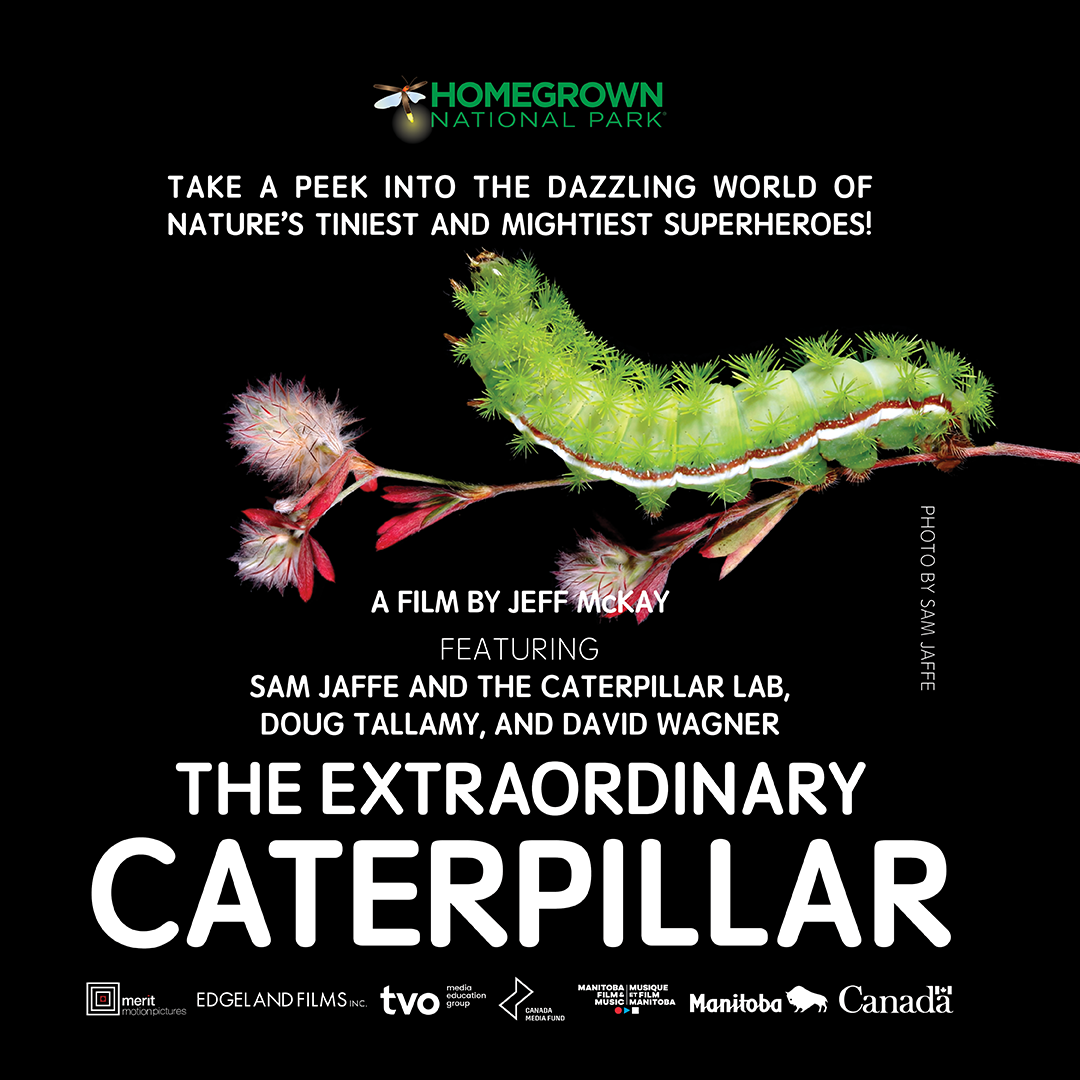 The Extraordinary Caterpillar movie poster