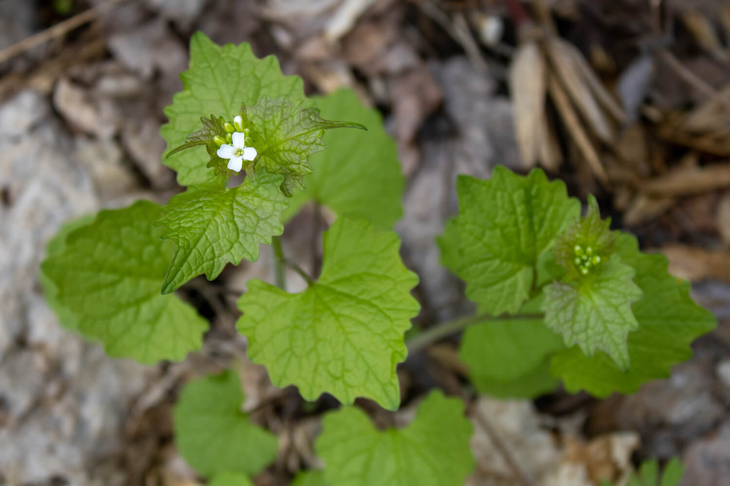 Garlic Mustard & Celandine Poppy Removal