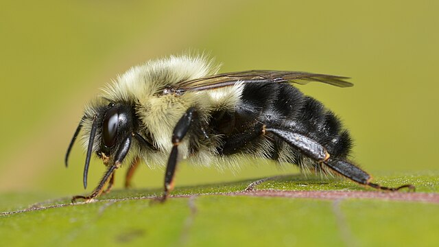 New Online Native Bee Field Guide