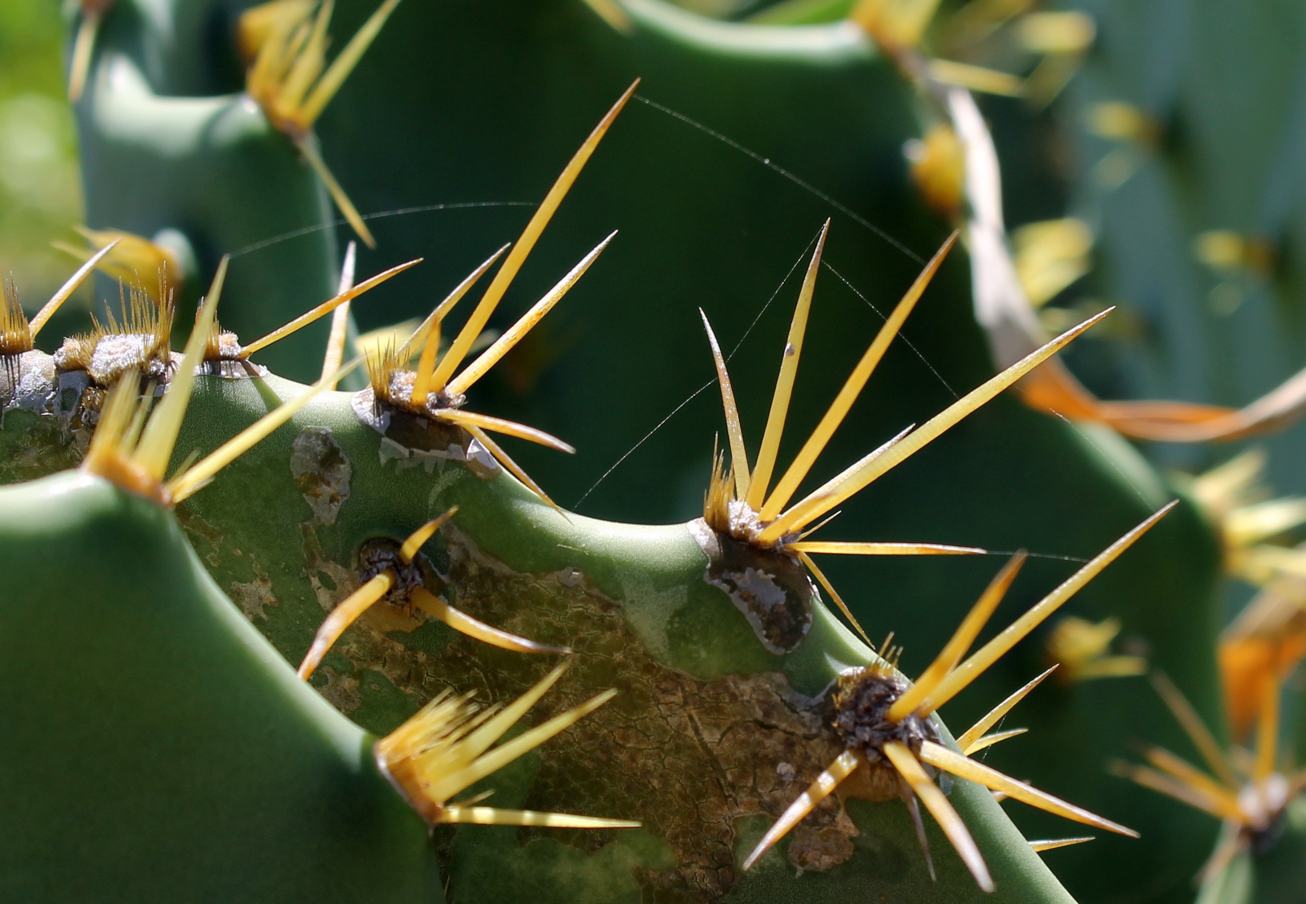 cactus thorns