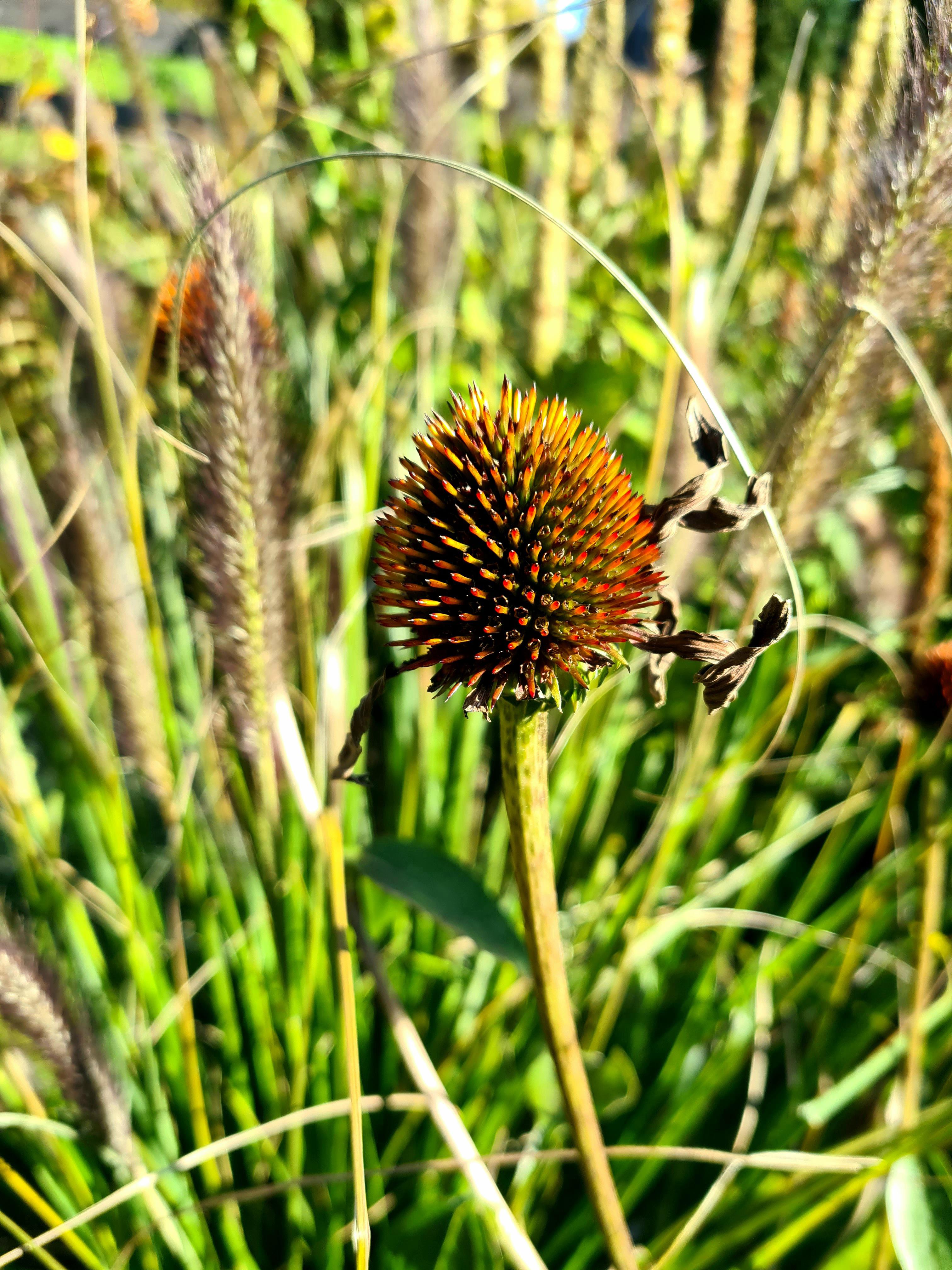 coneflower seedhead
