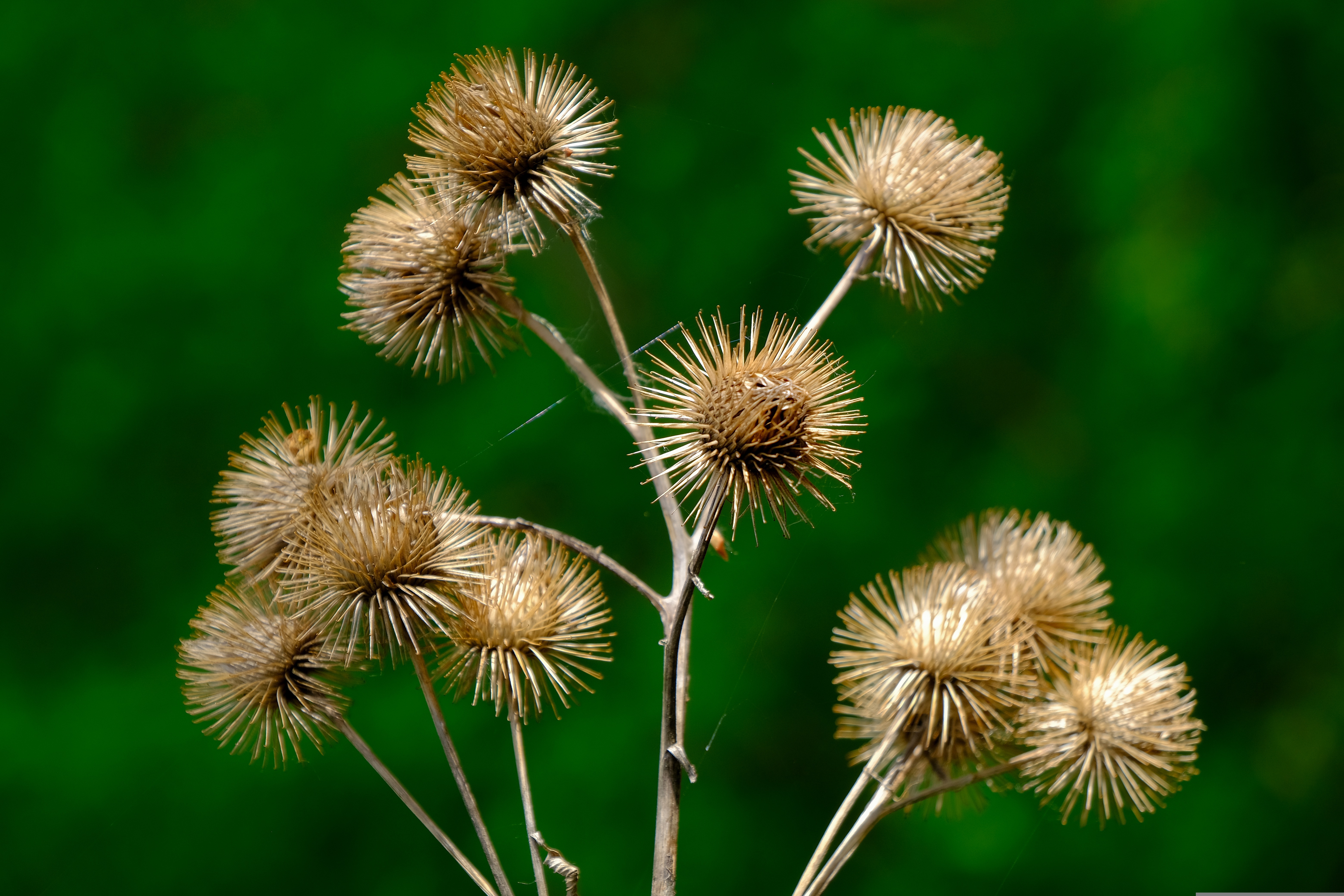 Hand in Hand Buckthorn and Burdock proposed removal events